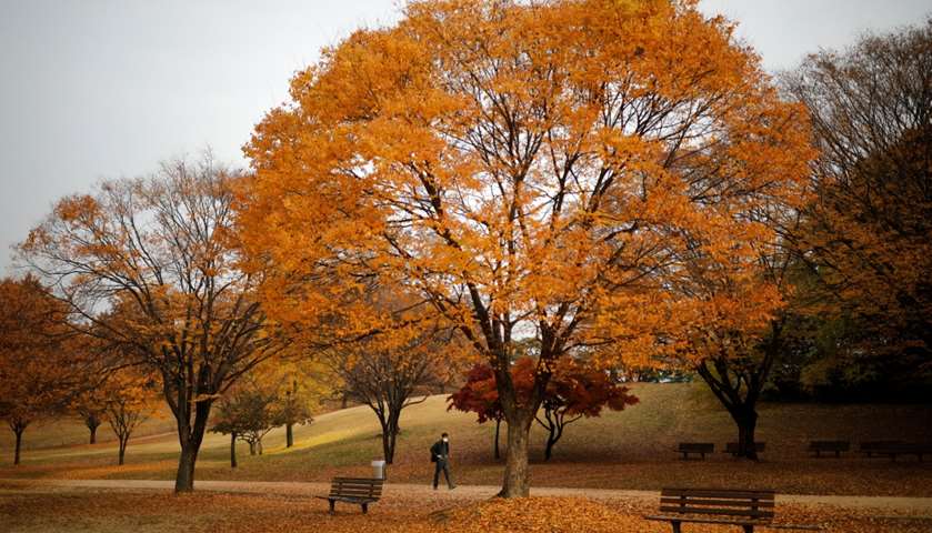 A man walks past fallen leaves 
