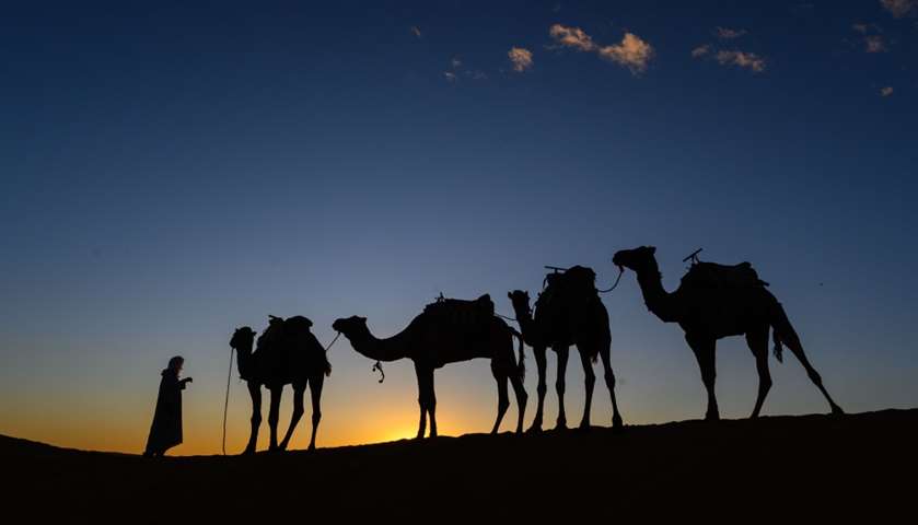 Camels are pictured at sunset prior the arrival of the competitors