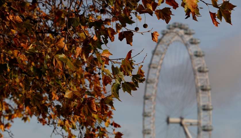 The London Eye is seen through autumn leaves in London, Britain