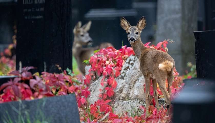 Deer are seen between tombstones at the old jewish part of the Zentralfriedhof cemetery, Vienna