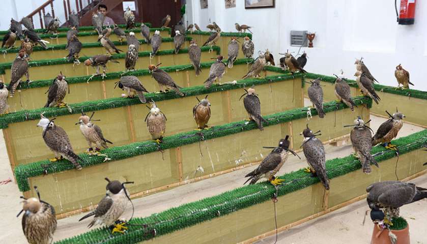 Souq waqif \'s falcons