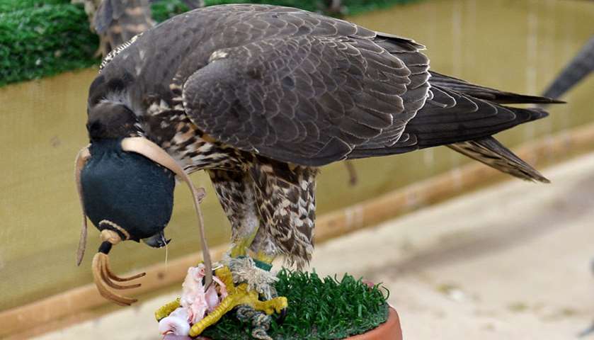 Souq waqif \'s falcons