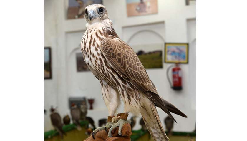Souq waqif \'s falcons
