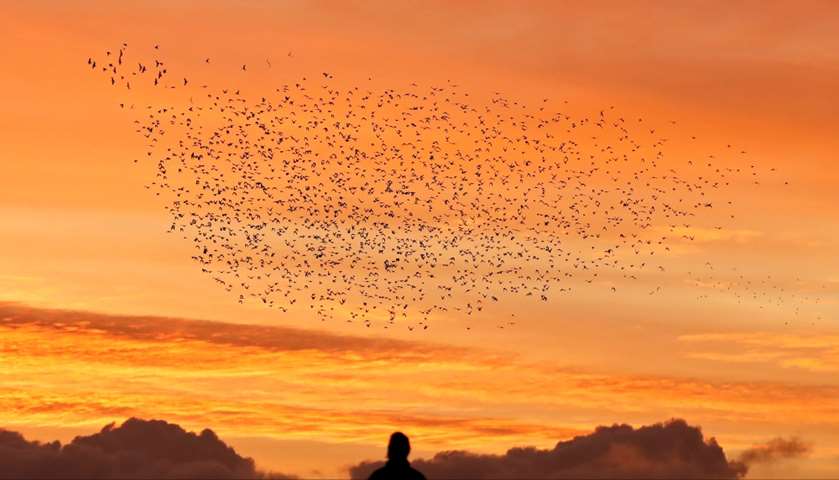 A person watches the starlings murmuration  at sunrise