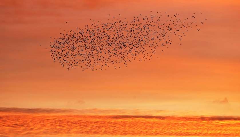 Starlings murmuration seen flying at sunrise