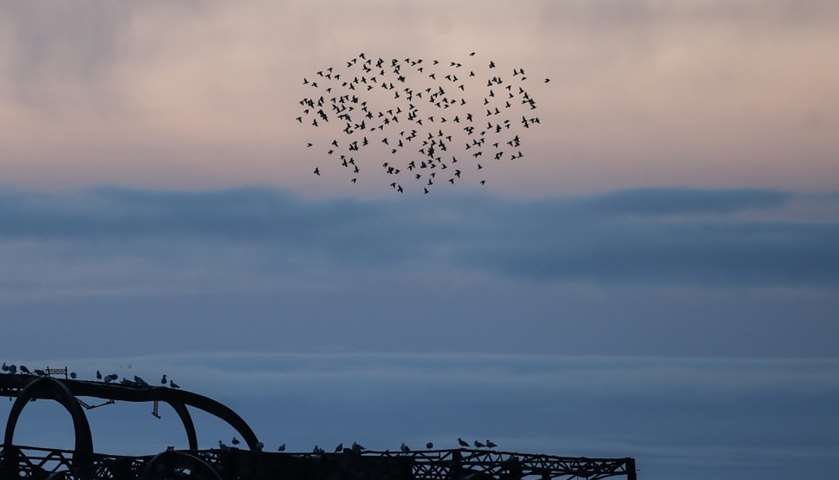 Starlings murmuration seen above the remains of West Pier as they prepare to roost