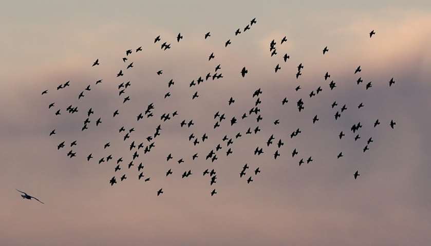 Starlings murmuration seen as they prepare to roost