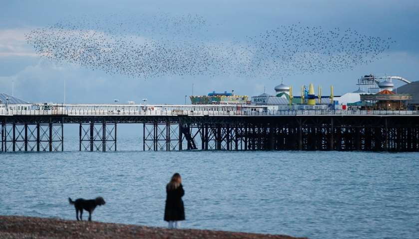 Starlings murmuration seen above Brighton Palace Pier