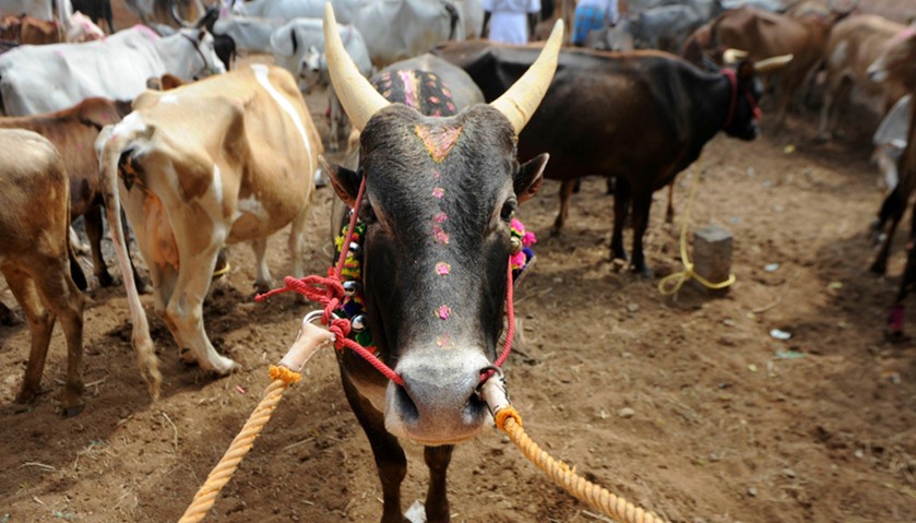 An Indian bull stands in an enclosure ahead of the start of Jallikattu