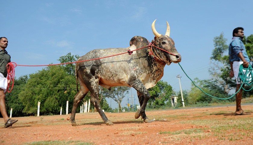 Indian participants lead a bull towards the start of Jallikattu