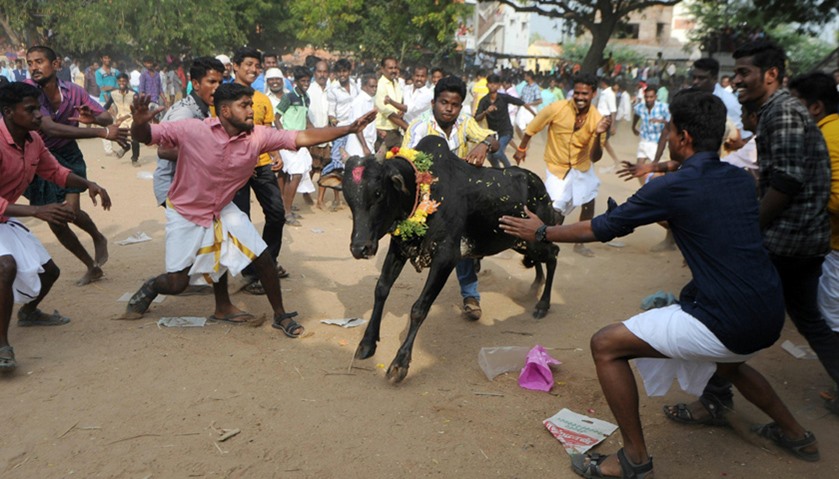 A bull charges through a crow of Indian participants and bystanders during Jallikattu