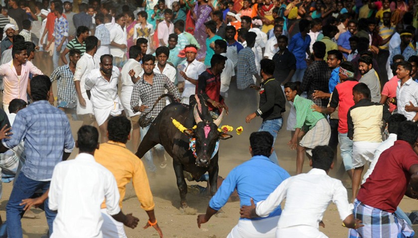 Jallikattu, an annual bull fighting ritual, on the outskirts of Madurai