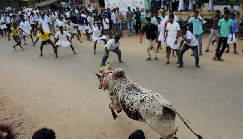 The 2017 bull fighting ritual at the harvest festival Pongal in southern India
