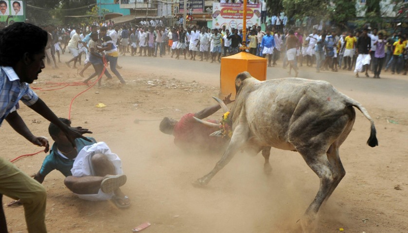 Jallikattu is more than 2,000 years old and is a deep-rooted part of Tamil Nadu