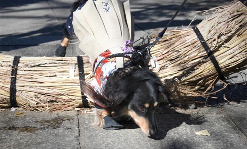 A pet dog in traditional Japanese kimono walks through a sacred straw ring during a ceremony