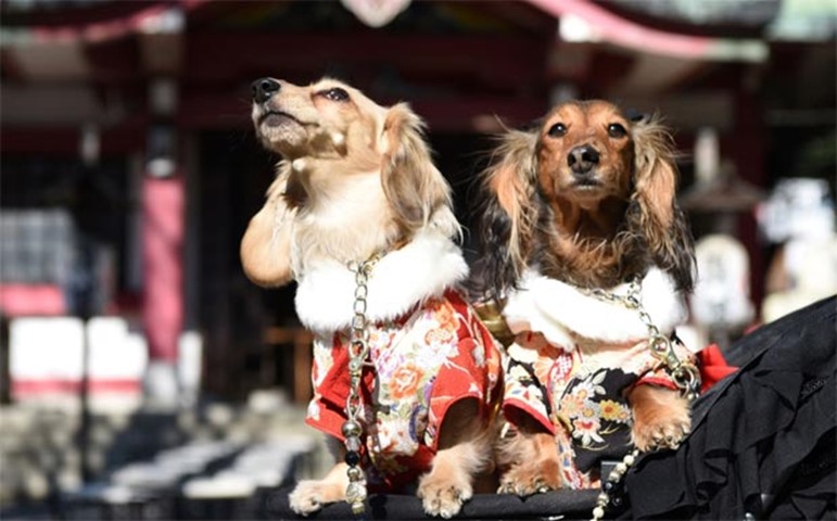 Dogs wearing traditional Japanese kinmonos sit next to a sacred straw ring in Tokyo