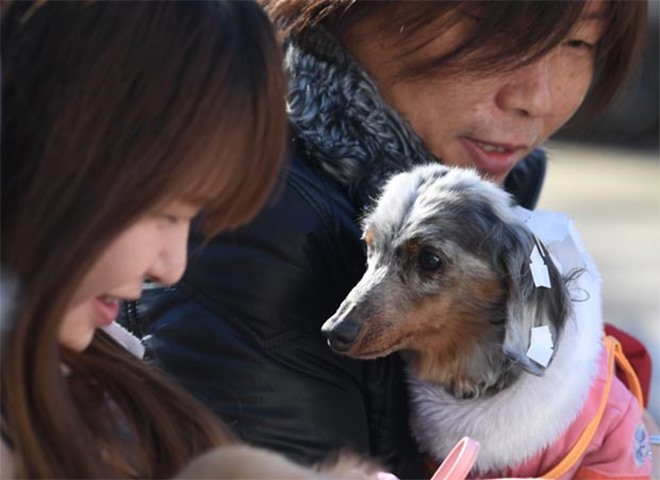 Women hold their dogs during a ceremony at Ichigaya Kamegaoka Hachimangu Shinto shrine