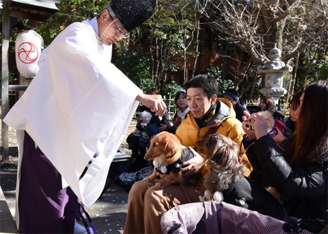 A Shinto priest blesses pet dogs during a ceremony at Ichigaya Kamegaoka Hachimangu shrine