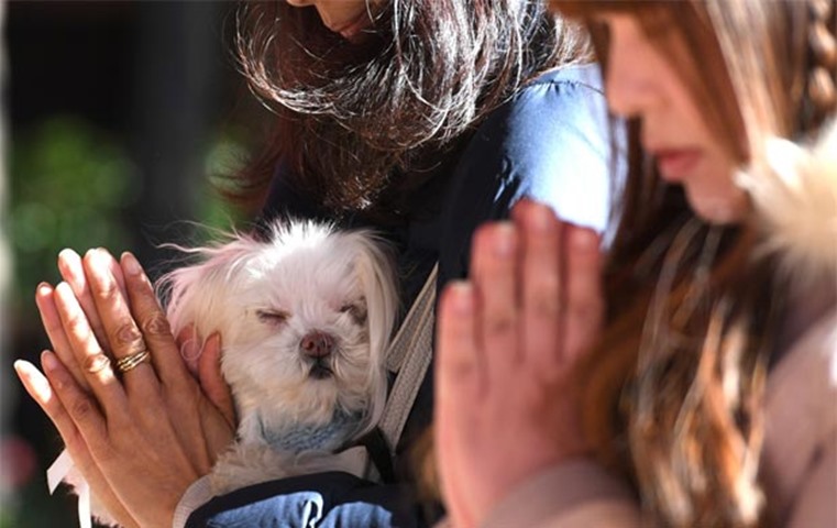 Pet owners have been visiting the Tokyo Shinto shrine since it introduced New Year ceremonies