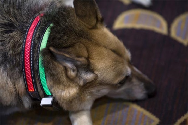 A dog wears an illuminated Smart Dog Collar