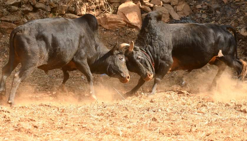 Bulls fight during Maghesangranti festival at Taraka, Nuwakot dist, Nepal