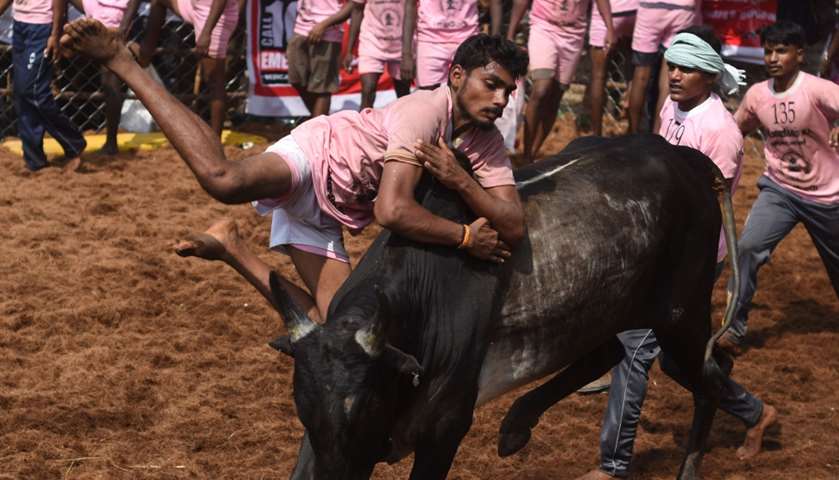 A participant tries to control a bull during the bull taming event \'Jallikattu\' in Palamedu, India