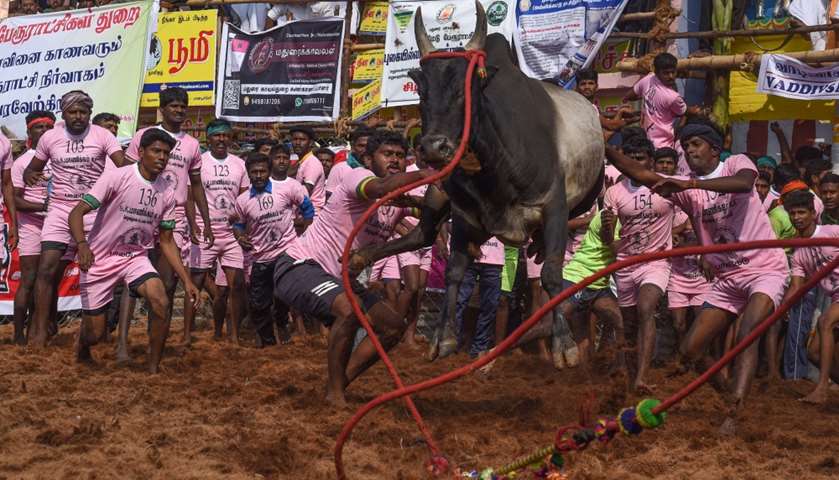 Participants try to control a bull during the bull taming event \'Jallikattu\' - Palamedu, South India