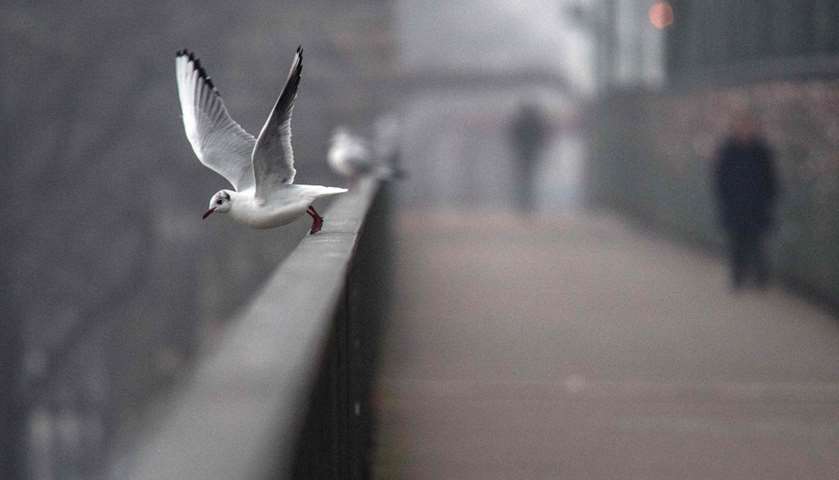 A seagull starts flight from a railing of Hohenzollernbruecke bridge, Cologne, Germany