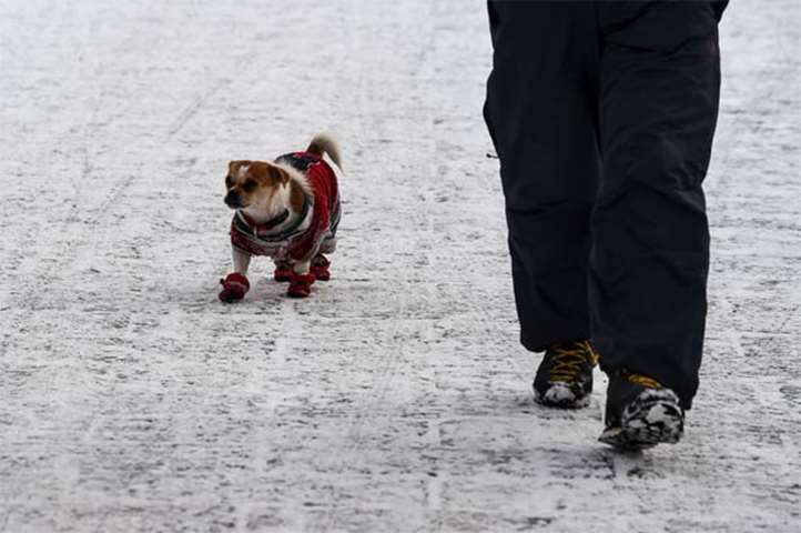 A man walks his dog near the Imperial Palace as it snows in Shenyang