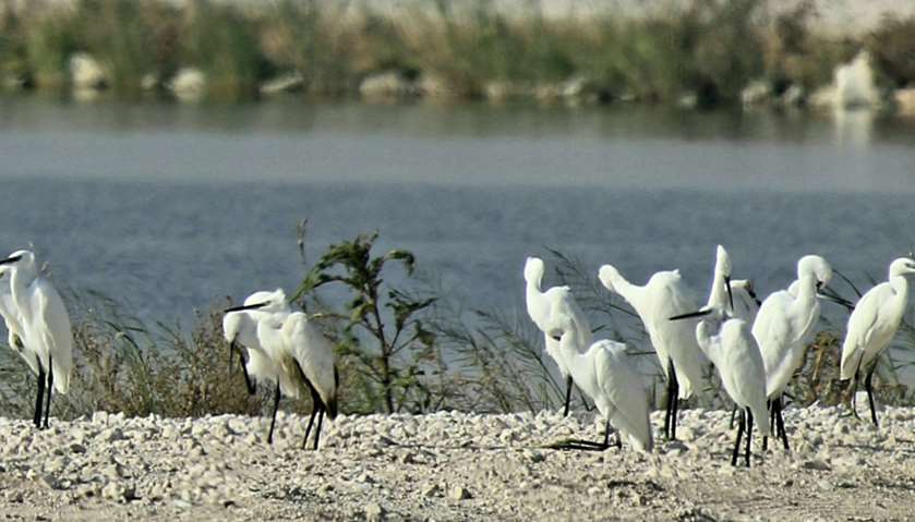 Al Karaana Lagoon home to several resident and migratory bird species.
