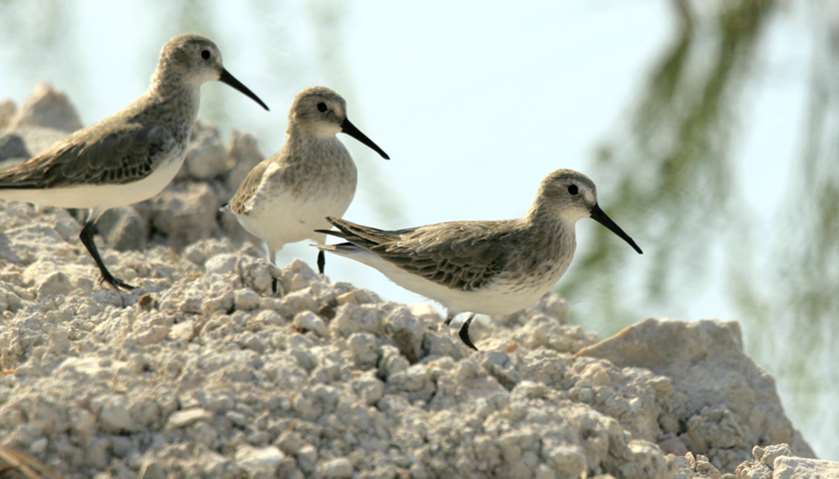 Al Karaana Lagoon home to several resident and migratory bird species.