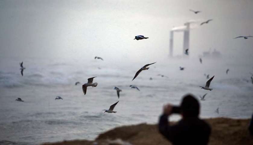 A boy takes pictures of seagulls flying over the Mediterranean Sea off the beach in Gaza City