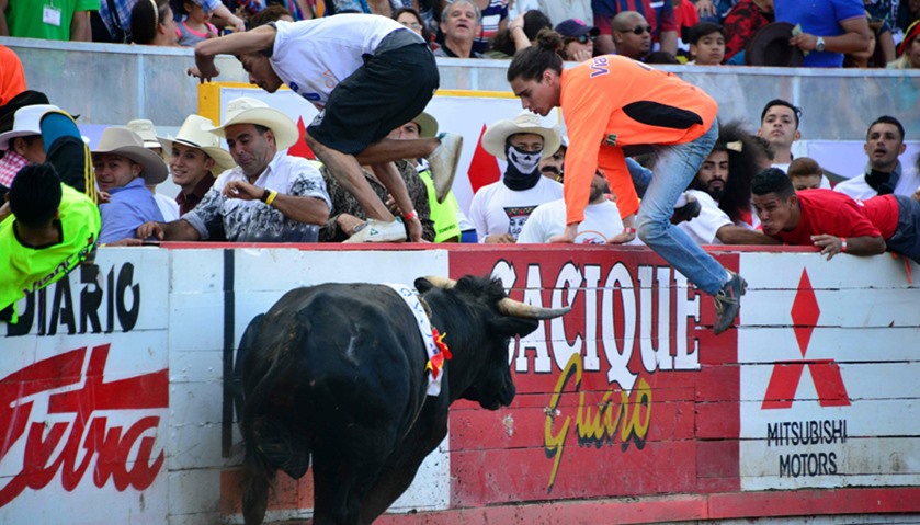 A bullfighter jumps over a fence in the ring of bulls of Zapote