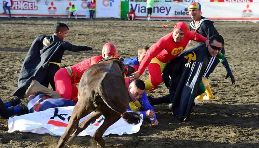 Amateur bullfighters are rammed by a bull in the ring of bulls of Zapote