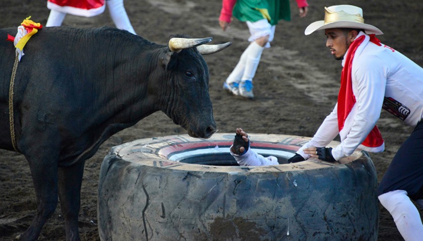 An amateur bullfighter is rammed by a bull as he hides in a rubber tire in the ring of bulls of Zapo