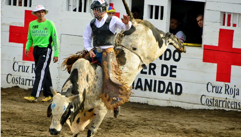A bullfighter rides a bull in the ring of bulls of Zapote  in Costa Rica