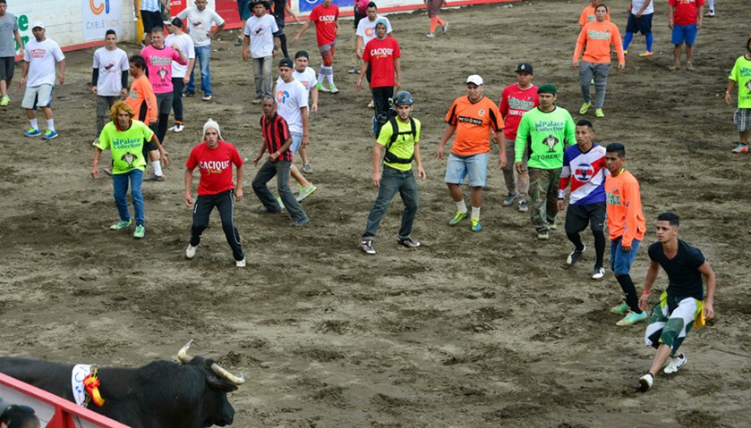 Hundreds of amateur bullfighters take part in end of the year festivities.