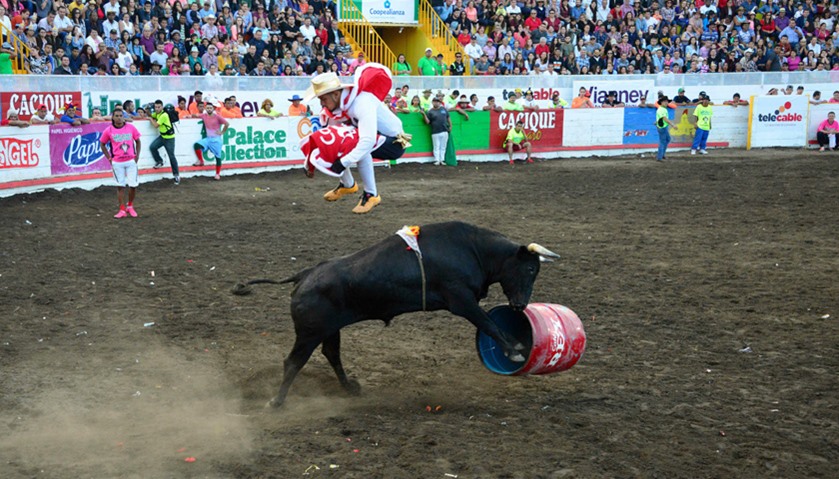 An amateur bullfighter is rammed by a bull in the ring of bulls of Zapote