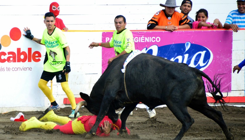A bullfighter is rammed by a bull in the ring of bulls of Zapote