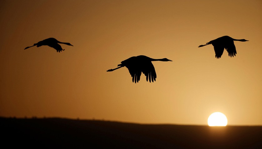 Birds pass through the Jordan Valley to Africa and go back to Europe during the year
