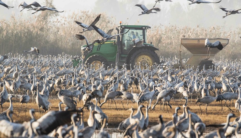 Gray Cranes flocking over a tractor dispersing food at the Hula Lake
