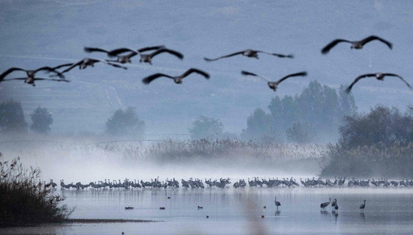 Cranes flocking at the Agamon Hula Lake in the Hula valley in northern Israel