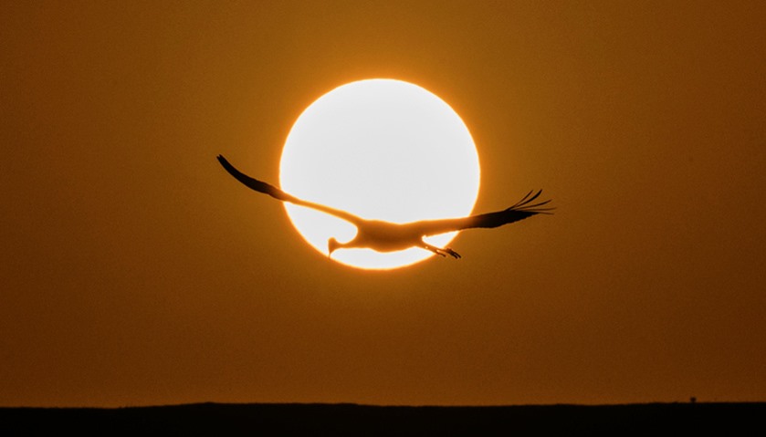 Crane flying over the Agamon Hula Lake in the Hula valley as the sun rises
