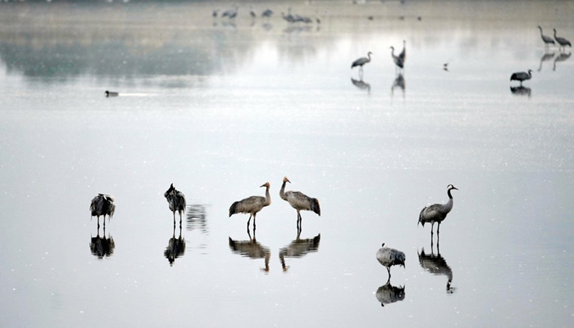 Hula Lake is the stopping point for hundreds of species of birds along their migration route