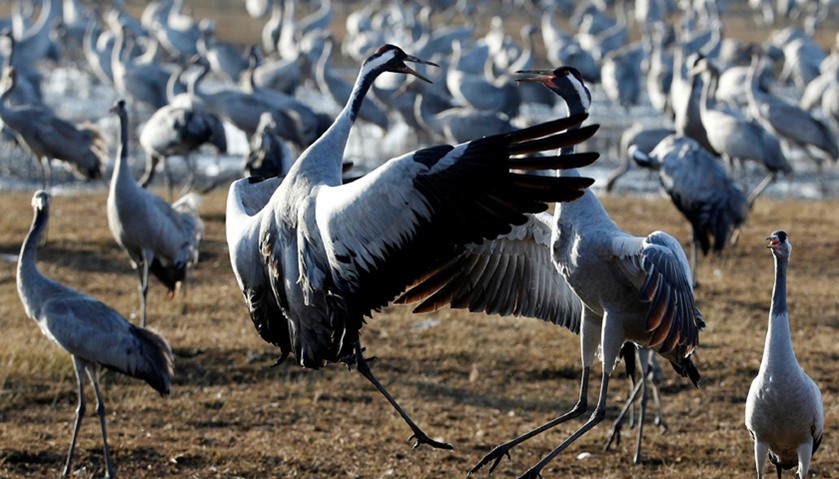 More than half a billion birds of some 400 different species pass through the Jordan Valley