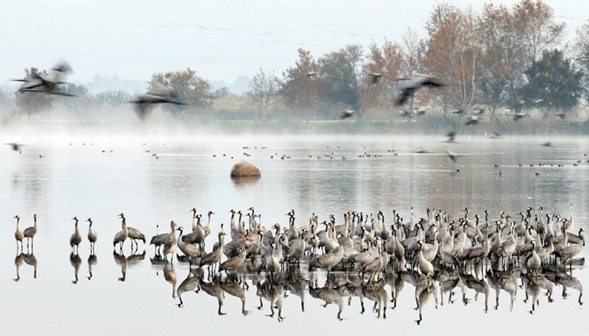 Migrating birds rest on the Hula Lake Ornithology and Nature Park in northern Israel