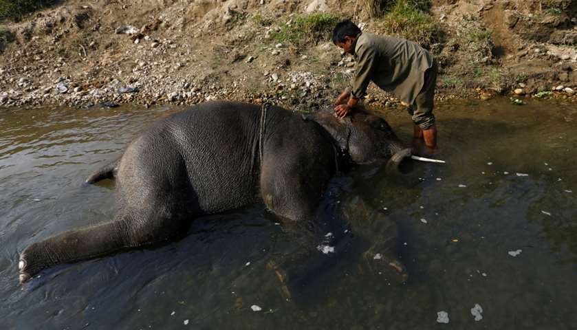 A mahout bathes his elephant at Rapti River at Sauraha in Chitwan
