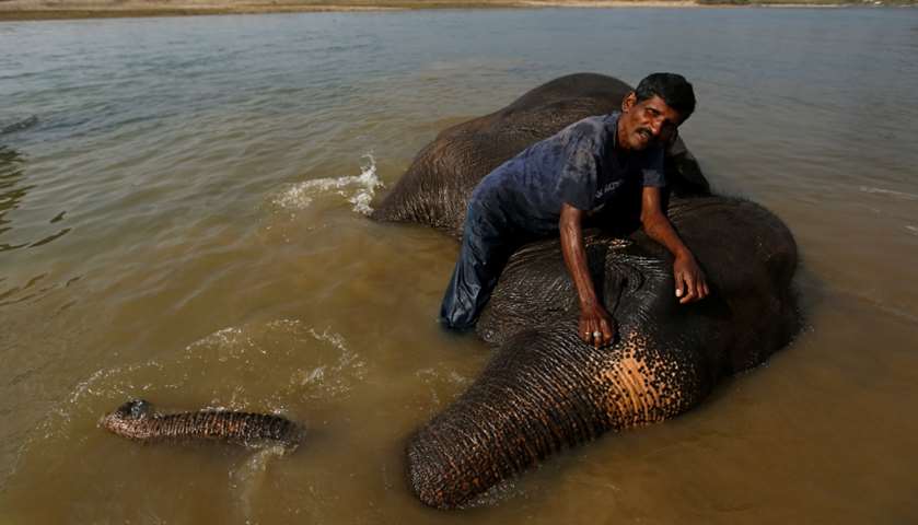 A mahout bathes his elephant at Rapti River at Sauraha in Chitwa