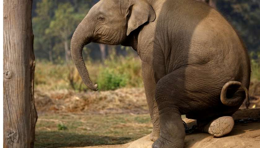 A twenty-one months old baby elephant sits inside the elephant breeding center