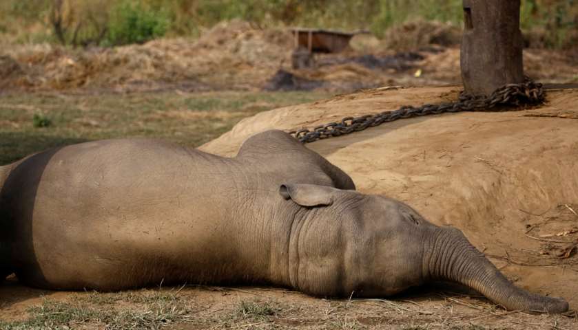 A twenty-one months old baby elephant sleeps at the breeding center